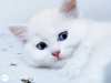 Persian blue Eyes Male Kitten